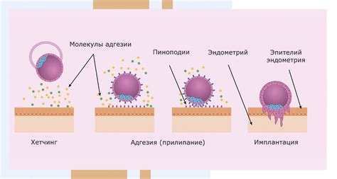 Важность таблицы имплантации эмбриона