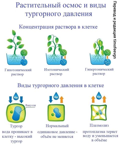 Важность тургорного давления для поглощения воды и питательных веществ