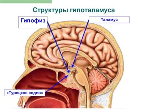 Важность турецкого седла