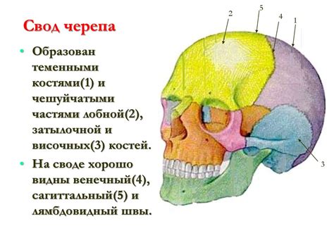 Важность формы свода черепа для здоровья