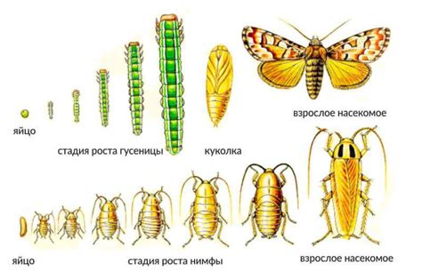 Важность членистоногих насекомых для человечества