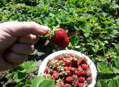 Важные аспекты полива грядок с клубникой