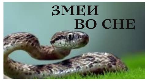 Важные рекомендации: что предпринять, если во сне встретилась колоссальная змея?