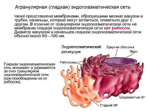 Вакуоли и транспортные процессы