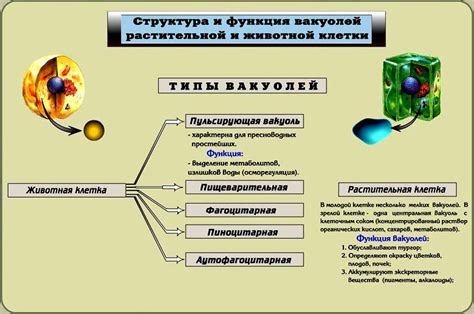 Вакуолярная система клетки: роль и значение