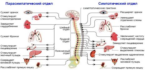 Вариативность сердечного ритма