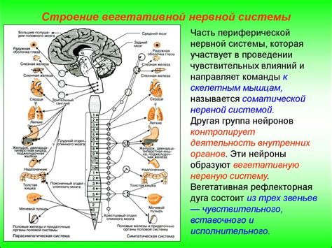 Вегетативная функция: сущность и значение