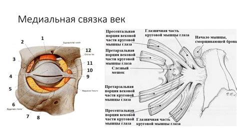 Веко с нитевидной связкой