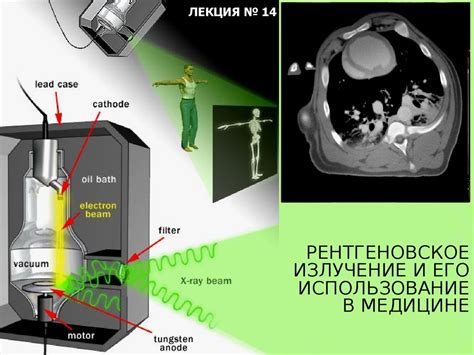 Вентральный вид: использование в науке и медицине