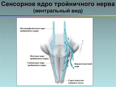 Вентральный вид: происхождение термина