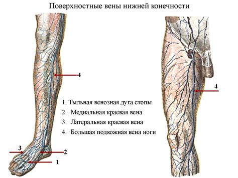 Вены и их влияние на обратный поток крови