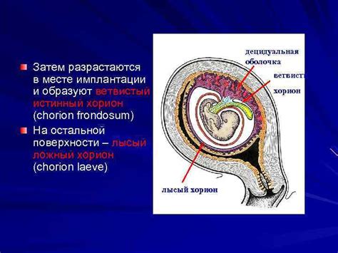 Ветвистый хорион: причины, симптомы и лечение