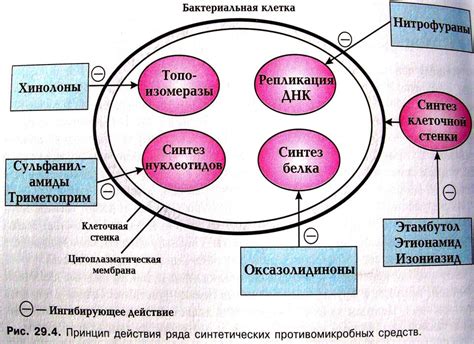 Взаимодействие аэробной и анаэробной флоры