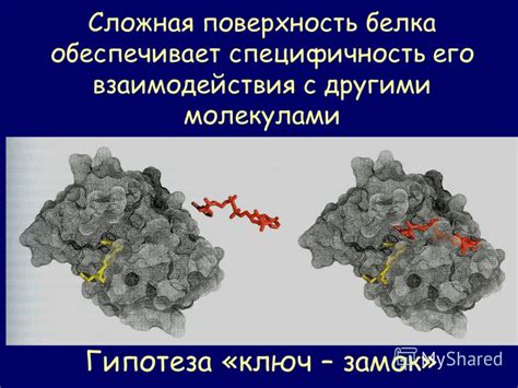 Взаимодействие белка Tpn17 с другими молекулами