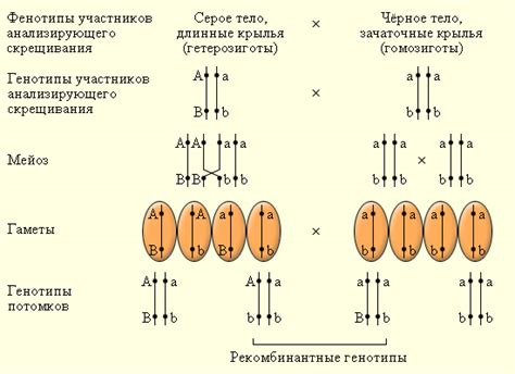 Взаимодействие гомологичных хромосом в рекомбинации