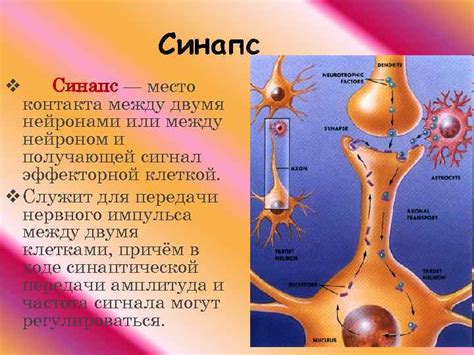 Взаимодействие нейронов в нервной системе