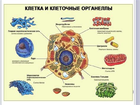 Взаимодействие органоидов одной мембраны с другими структурами клетки