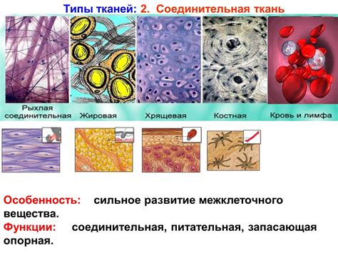 Взаимодействие параартртикулярных мягких тканей с остальными системами организма