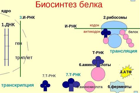 Взаимодействие реактивного белка 260 с другими элементами