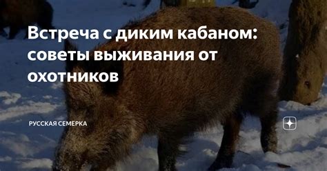 Взаимодействие с диким кабаном: какие эмоции оно вызывает?