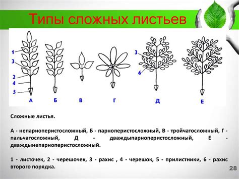 Взаимодействие с окружающей средой у сложных листьев