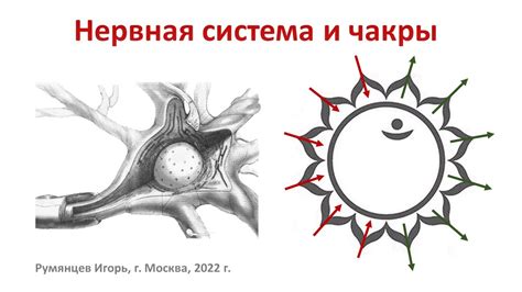 Взаимодействие хвоста с нервной системой