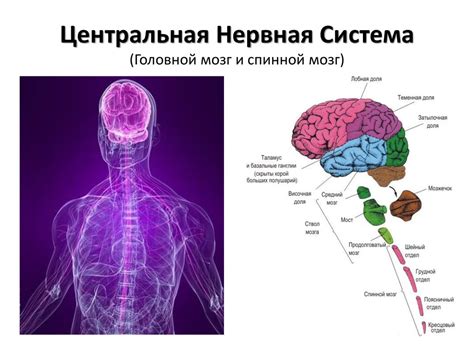 Взаимосвязь активации ЦНС и функционирования организма