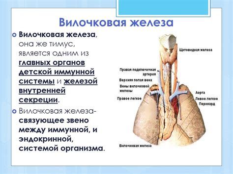 Взаимосвязь вилочковой железы со здоровьем человека