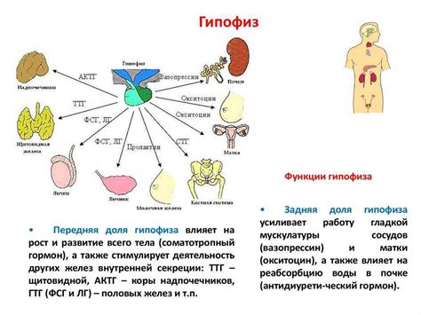 Взаимосвязь гормонов и метаболизма