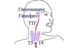 Взаимосвязь гормонов щитовидной железы с эректильной функцией