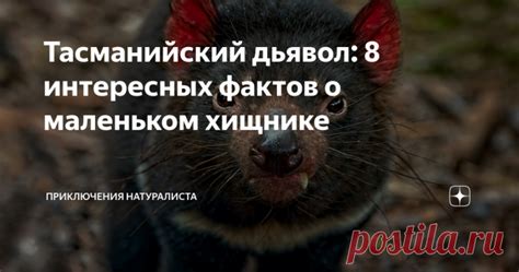 Взаимосвязь мечты о маленьком хищнике с внутренним состоянием сожительницы