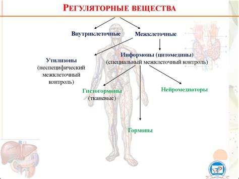 Взаимосвязь моторных функций и уровня энергии организма