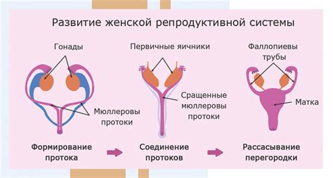 Взаимосвязь паратгормона и репродуктивной системы женщин