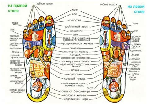 Взаимосвязь точек на ступне с органами