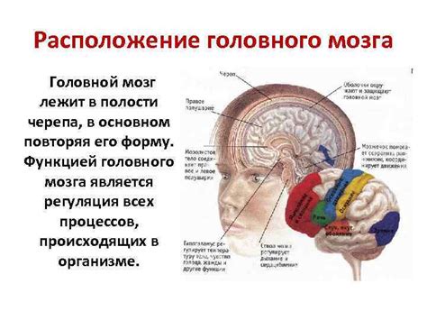 Виды гиподенсных участков головного мозга