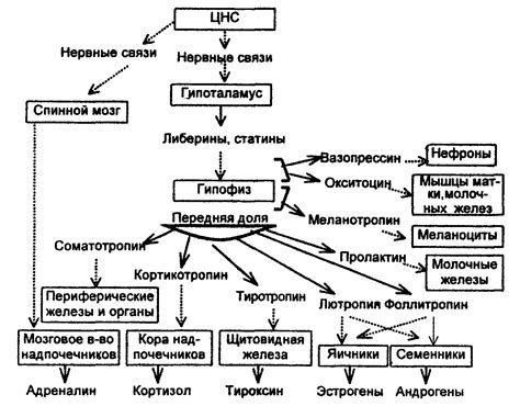 Виды гормонов в крови