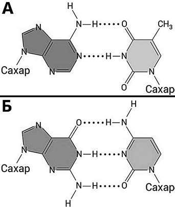 Виды комплементарных азотистых оснований