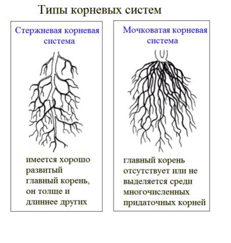 Виды корней тяжести и их особенности