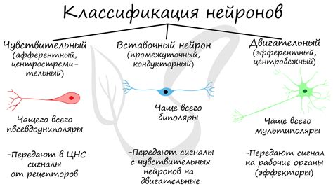 Виды нейронов и их функции