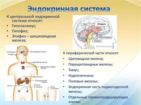 Виды нейротоксинов и их действие на организм