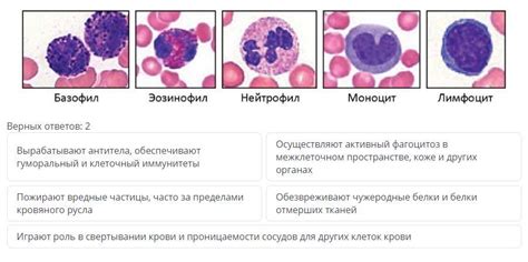 Виды нейтрофилов