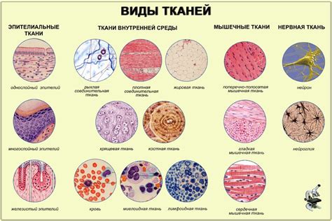 Виды некротической ткани: примеры и особенности каждого типа