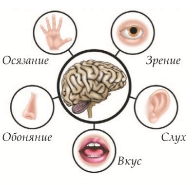 Виды органов чувств у человека