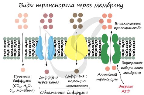 Виды полярности клетки: естественная и индуцированная