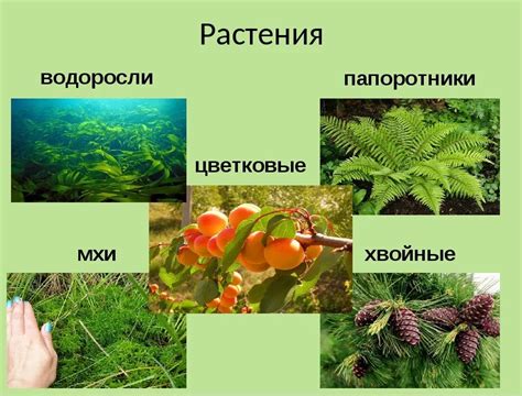 Виды растений для семейства лоховых