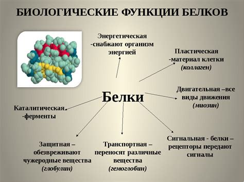 Виды секреций и их значение для организма