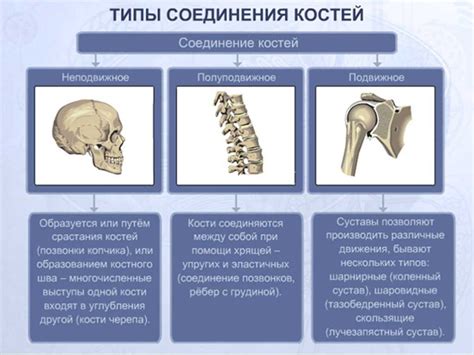 Виды сочленений костей в организме