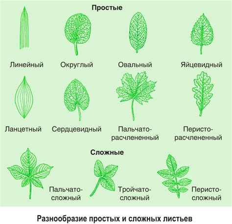 Виды топ-листов