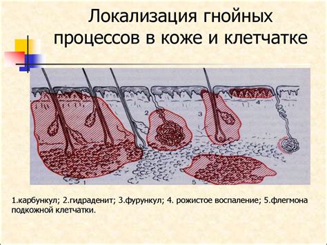 Визуализация подкожной клетчатки: методы и технологии