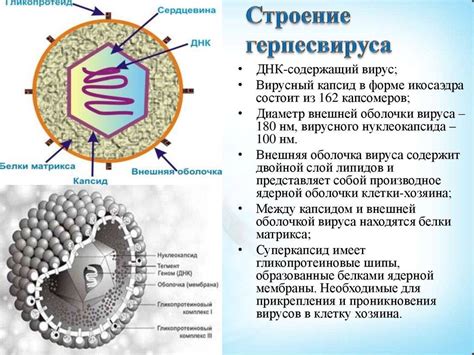 Вирус герпеса 6 типа: распространение и статистика